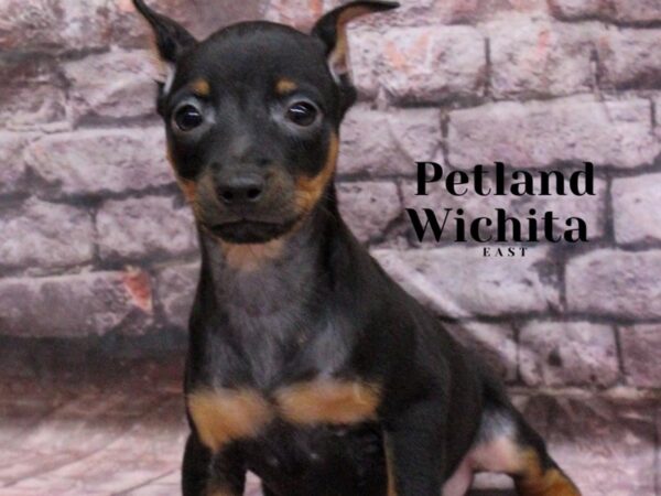 [#18170] Black & Tan Male Miniature Pinscher Puppies for Sale