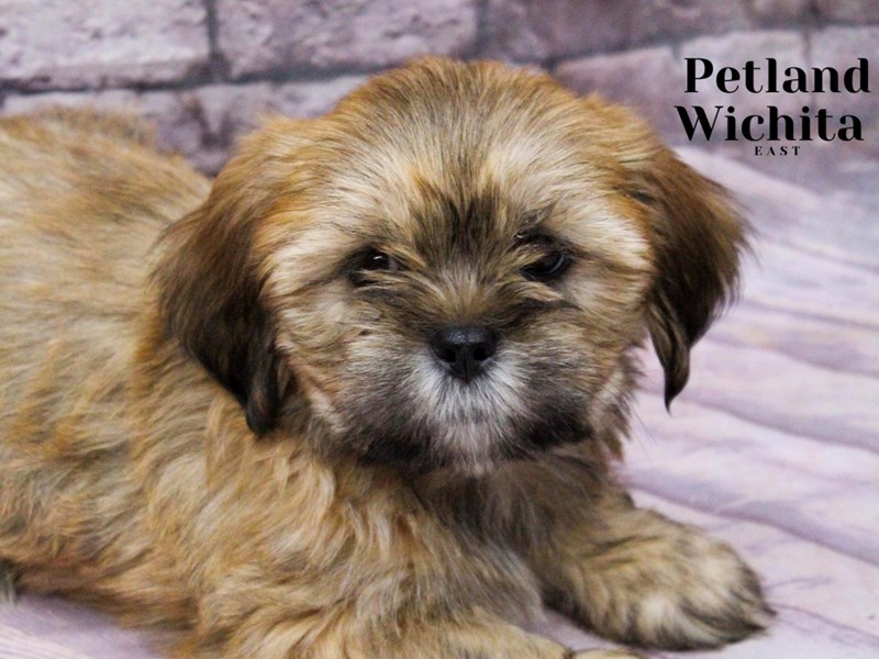 Lhasa Apso - 18168 Image #1