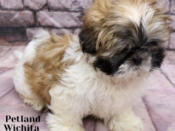 [#18166] Brindle & White Male Shih Tzu Puppies for Sale