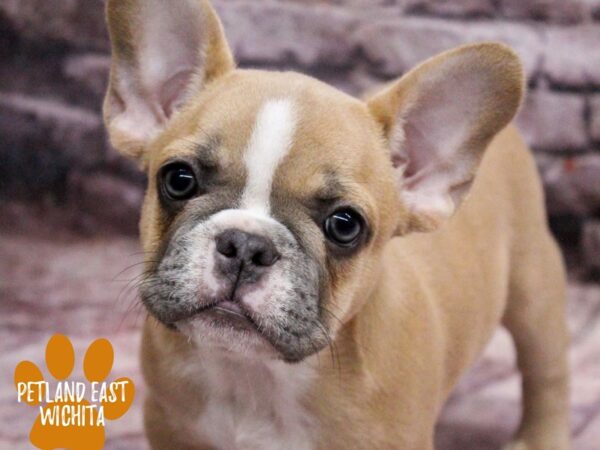 [#18165] Blue Fawn Female French Bulldog Puppies for Sale