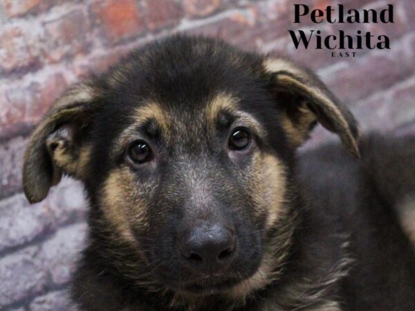 [#18163] Black & Tan Male German Shepherd Puppies for Sale