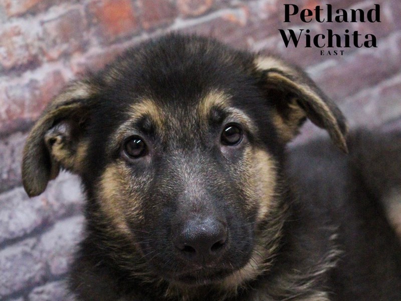 German Shepherd - 18163 Image #1