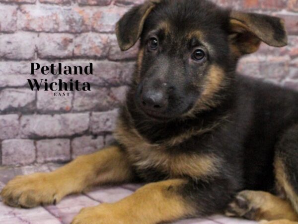 [#18162] Black & Tan Female German Shepherd Puppies for Sale