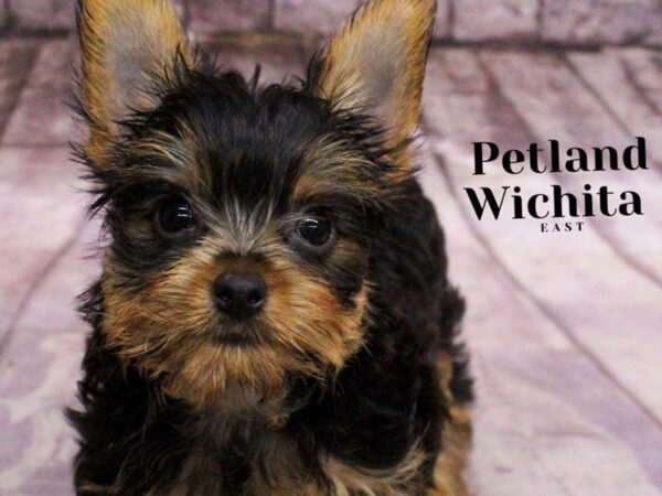 [#18157] Black / Tan Male Yorkshire Terrier Puppies for Sale