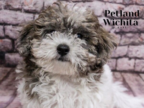 [#18107] Blue Merle Male Havapoo Puppies for Sale