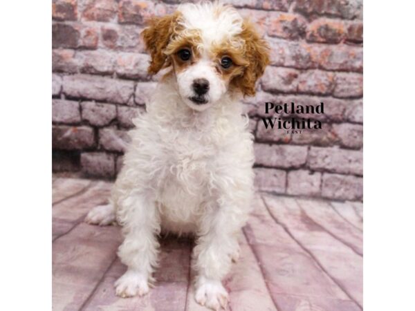[#18188] Red and White Female Miniature Poodle Puppies for Sale