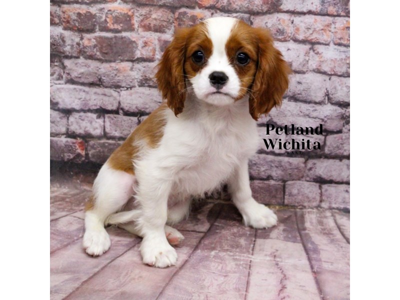 Cavalier King Charles Spaniel - 18191 Image #1