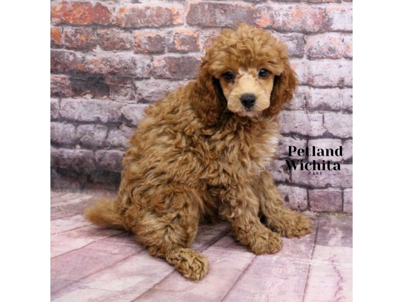 Poodle Toy - 18195 Image #1