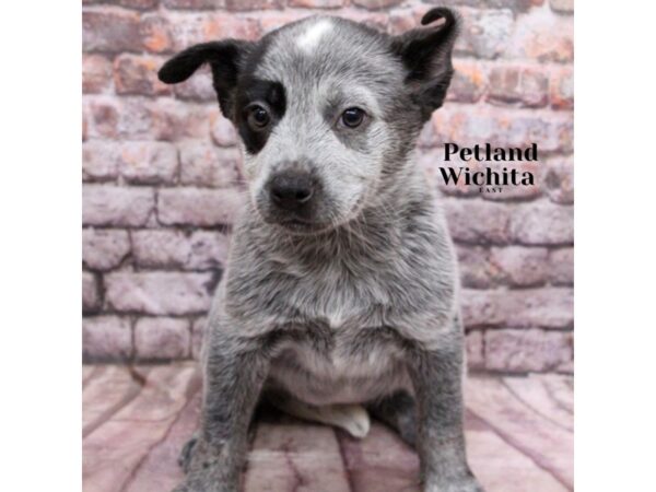 [#18197] Blue Heeler Female Australian Cattle Dog Puppies for Sale