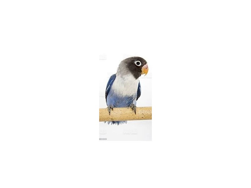 Black Masked Lovebird - 18199 Image #1