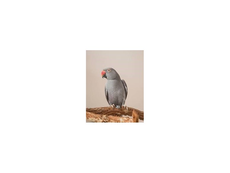 Gray Indian Ringneck Parakeet - 18200 Image #1