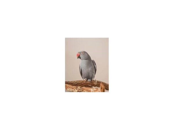 [#18200] Silver Grey Male Gray Indian Ringneck Parakeet Birds for Sale