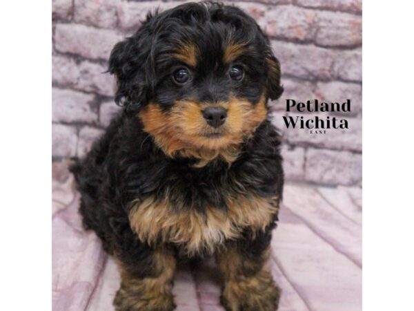 [#18201] Black & Tan Female 2nd Generation Mini Bernedoodle Puppies for Sale
