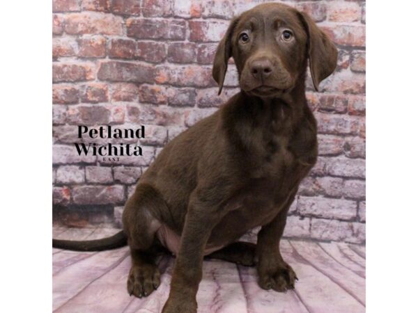 [#18214] Chocolate Female Labrador Retriever Puppies for Sale