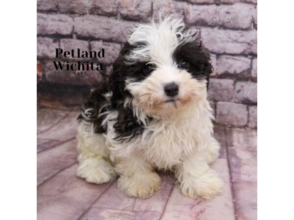 [#18213] Black and White Female Havanese Puppies for Sale