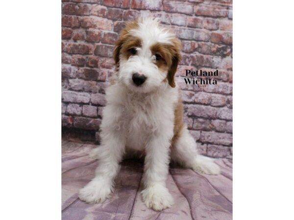 [#18215] Cream Male Miniature Bernedoodle 2nd Gen Puppies for Sale