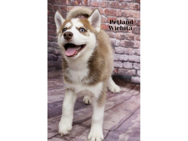 [#18204] Red & White Female Siberian Husky Puppies for Sale