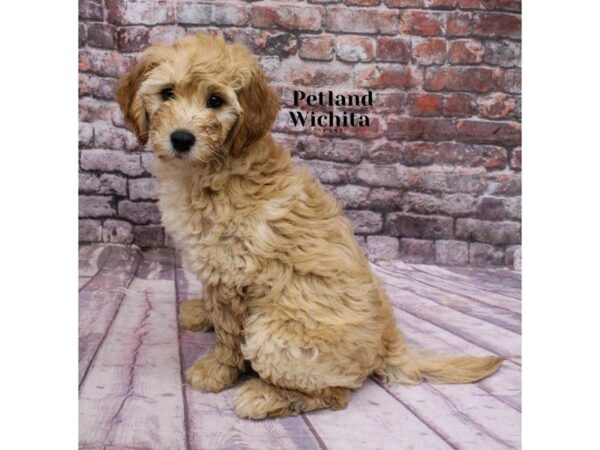 [#18205] Golden Female Goldendoodle 2nd Gen Puppies for Sale