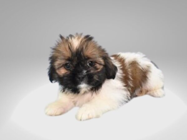 [#18189] Gold and White Female Shih Tzu Puppies for Sale