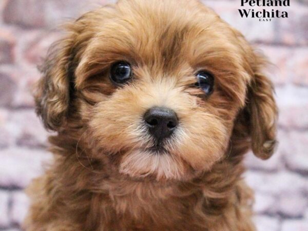 [#18202] Chocolate Merle Female Malti Poo Puppies for Sale