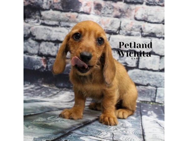 [#18229] Red Sable Female Miniature Dachshund Puppies for Sale