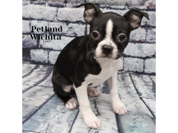 [#18224] Black & White Female Boston Terrier Puppies for Sale