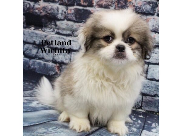 [#18227] Sable and White Male Pekingese Puppies for Sale