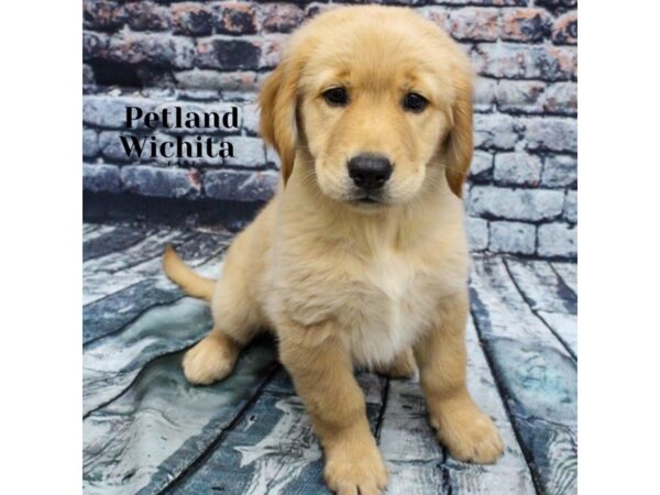 [#18222] Golden Female Golden Retriever Puppies for Sale
