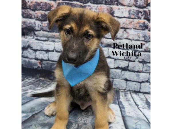 [#18230] Black and Tan Male German Shepherd Puppies for Sale