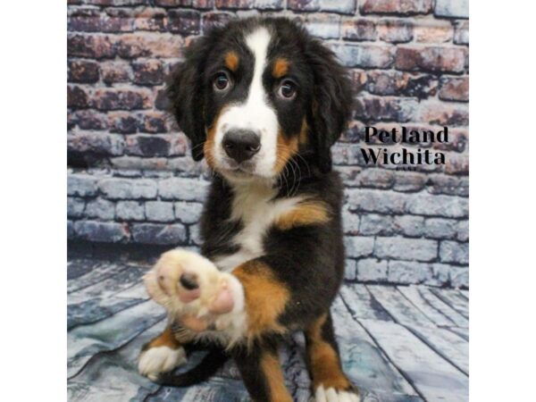 [#18216] Black Rust and White Male Bernese Mountain Dog Puppies for Sale