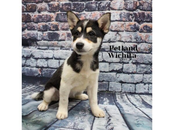 [#18218] Black Tri Female Shiba Inu Puppies for Sale