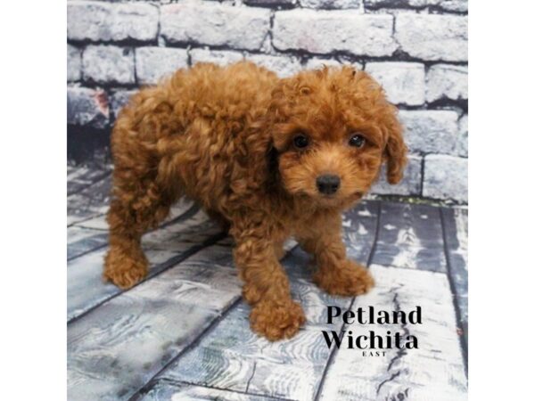 [#18233] Red Male Miniature Poodle Puppies for Sale