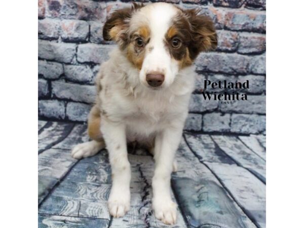 [#18225] Red Merle Female Miniature Australian Shepherd Puppies for Sale