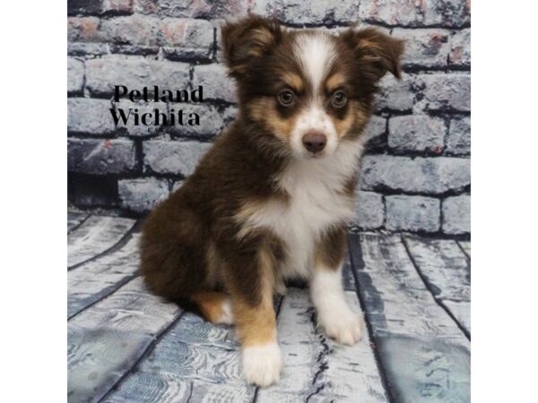 [#18228] Chocolate & White Male Miniature Australian Shepherd Puppies for Sale