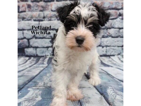 [#18234] Black & White Female Miniature Schnauzer Puppies for Sale