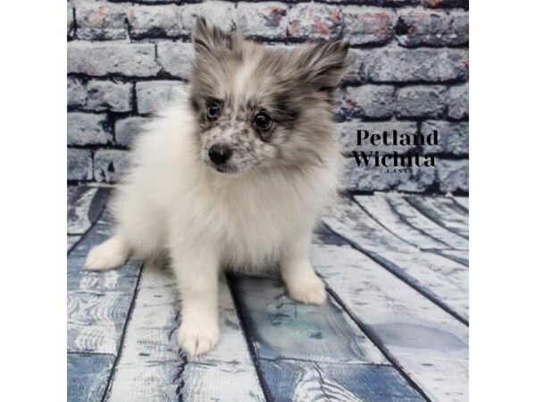 [#18220] Blue Merle Female Pomeranian Puppies for Sale