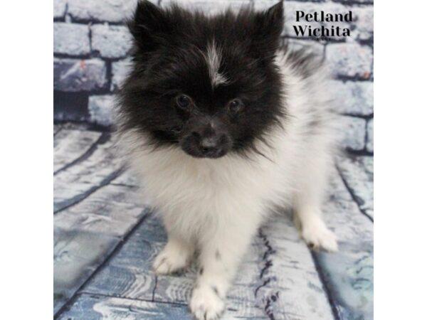 [#18221] Black Parti Female Pomeranian Puppies for Sale
