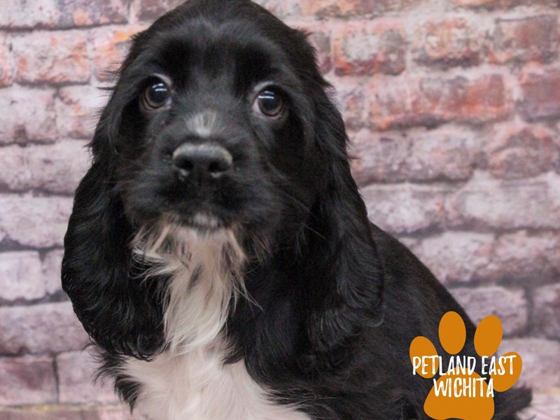 Cocker Spaniel - 18150 Image #1
