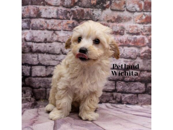 [#18203] Cream Female Malti Poo Puppies for Sale