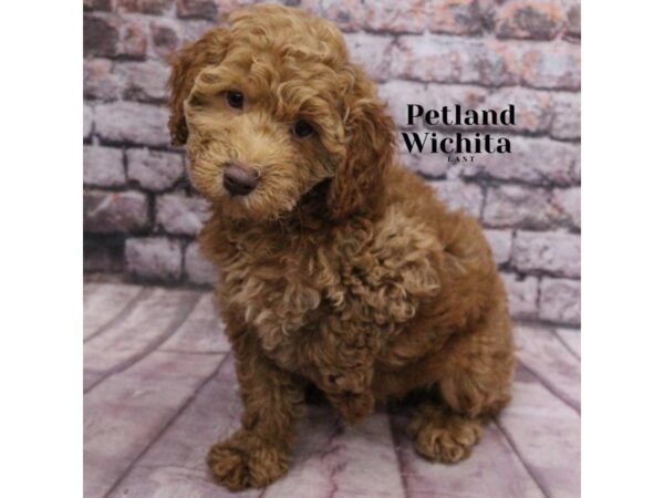 [#18208] Red Male 2nd Gen Cockapoo Puppies for Sale