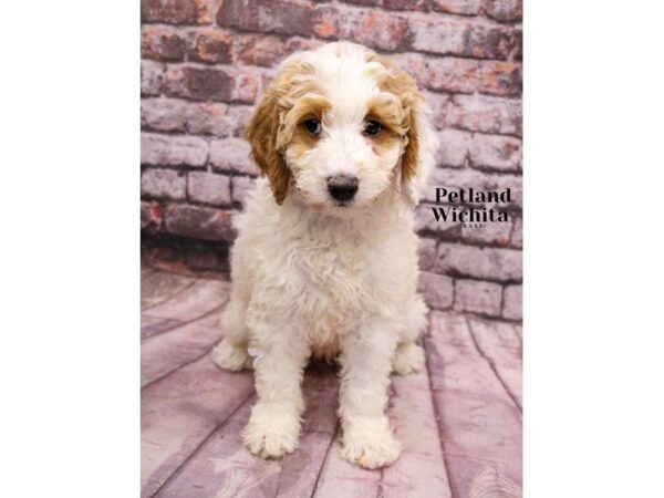 [#18207] White w/ Red Female 2nd Gen Cockapoo Puppies for Sale