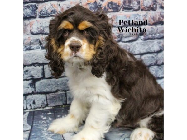 [#18226] Chocolate Tri Male Cocker Spaniel Puppies for Sale