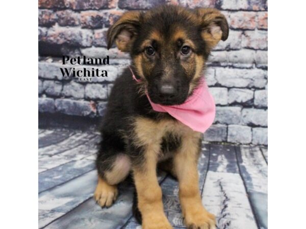 [#18232] Black and Tan Female German Shepherd Puppies for Sale