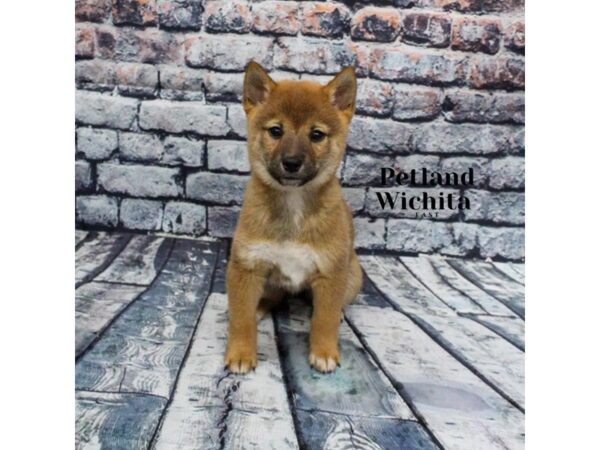[#18219] Red Female Shiba Inu Puppies for Sale