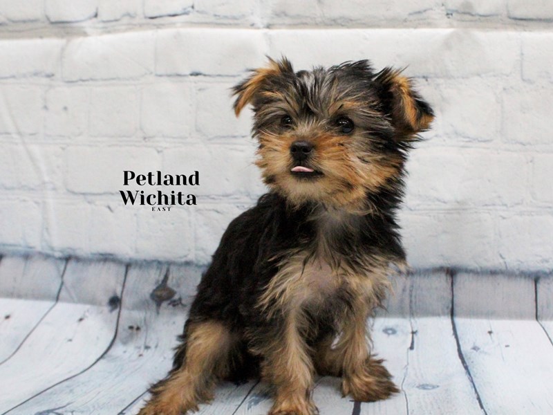 Yorkshire Terrier - 18263 Image #1