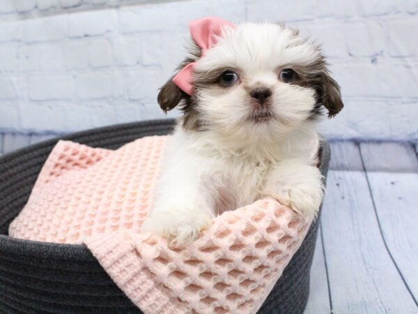 [#18300] Lavender Female Shih Tzu Puppies for Sale