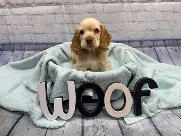 [#18312] Buff Male Cocker Spaniel Puppies for Sale