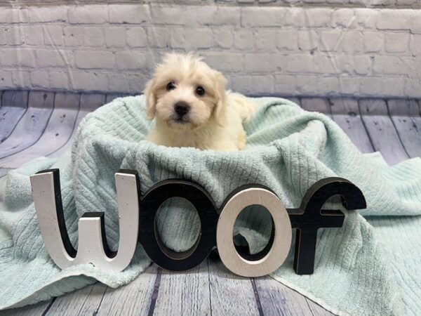 [#18319] White Male Coton De Tulear Puppies for Sale
