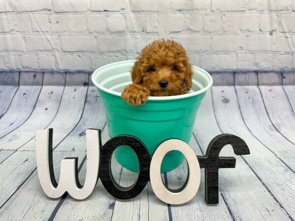 [#18330] Red Male Miniature Goldendoodle Puppies for Sale