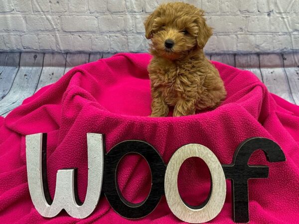 [#18329] Red Female Miniature Goldendoodle Puppies for Sale